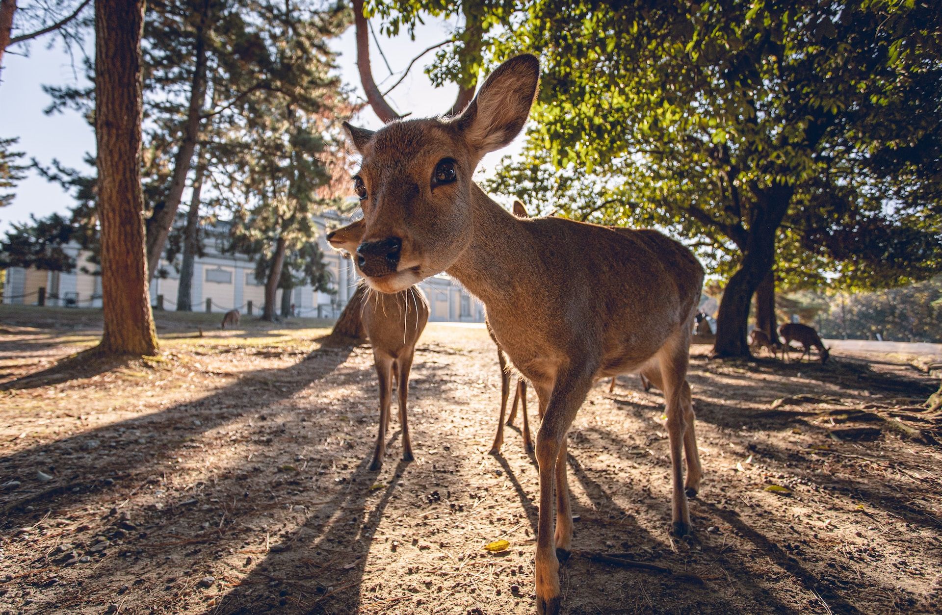 【鹿舞】Deer Dance | System Of A Down